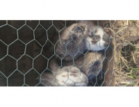 Grajewo ogłoszenia: Sprzedam kroliki: 2 dorosłe samice-6kg,5kg (cena 100zl/szt), 6...