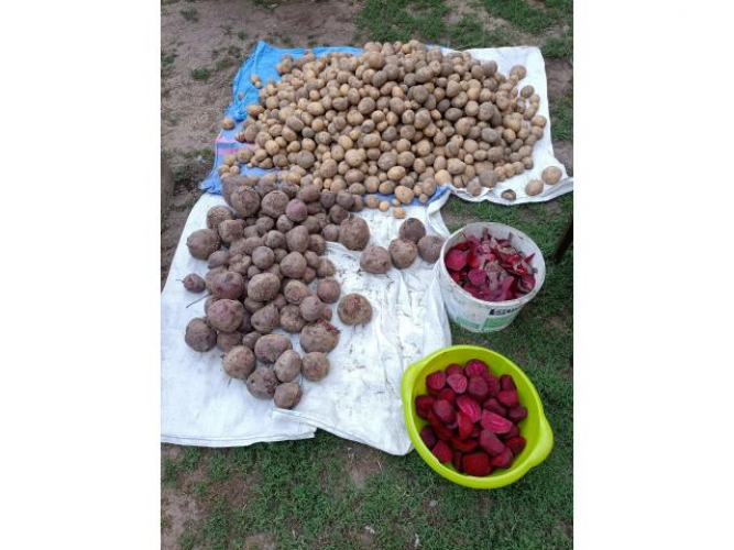 Grajewo ogłoszenia: Sprzedam 
Ziemniaki 10 kg-10 zł
Buraki czerwone 1 kg -3 zł...