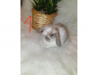 Grajewo ogłoszenia: Witam ,posiadam króliczki Mini lop , dwumiesięczne brązowa...