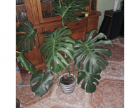 Grajewo ogłoszenia: Sprzedam 2 duże monstery cena za dwa 150 zł