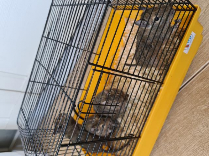 Grajewo ogłoszenia: Oddam cztery oswojone koszatniczka ,samice i dużą klatkę