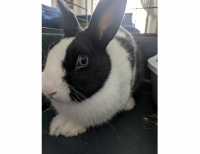 Grajewo ogłoszenia: Oddam królika miniaturkę samca, ma 4 miesiące.
