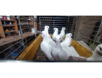 Grajewo ogłoszenia: Sprzedam gołębie widoczne na zdjęciach lub zamienię na ładne...