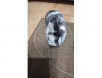 Grajewo ogłoszenia: Oddam królika w dobre ręce razem z klatką