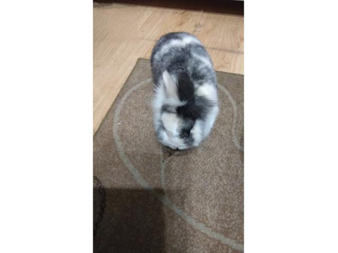 Grajewo ogłoszenia: Oddam królika w dobre ręce razem z klatką