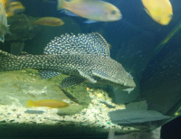 Grajewo ogłoszenia: Sprzedam rybi akwariowe pyszczaki około 30sztuk oraz duże...