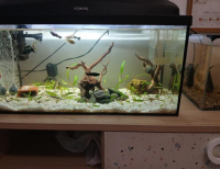 Grajewo ogłoszenia: Sprzedam akwarium 54l . Bez rybek tylko akwarium i pokrywa.