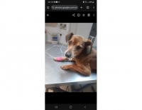 Grajewo ogłoszenia: Zaginął pies wabi się Kuba. Ostatni raz widziany w...