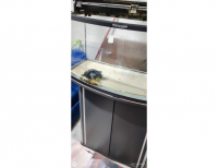 Grajewo ogłoszenia: Żółw żółtolicy + akwarium 112l + szafka + filtr + zapas karmy