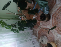 Grajewo ogłoszenia: Sprzedam 2 monstery duże odp na SMS