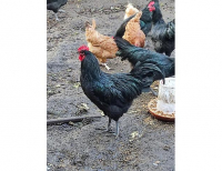 Grajewo ogłoszenia: Sprzedam koguty rasy Australorp, bardzo duże .z tego roku.