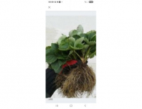 Grajewo ogłoszenia: Sprzedam sadzonki truskawki z gruntu