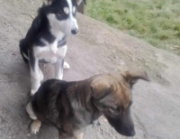 Grajewo ogłoszenia: Oddam 2 pieski (suczka i piesek) w dobre ręce;)