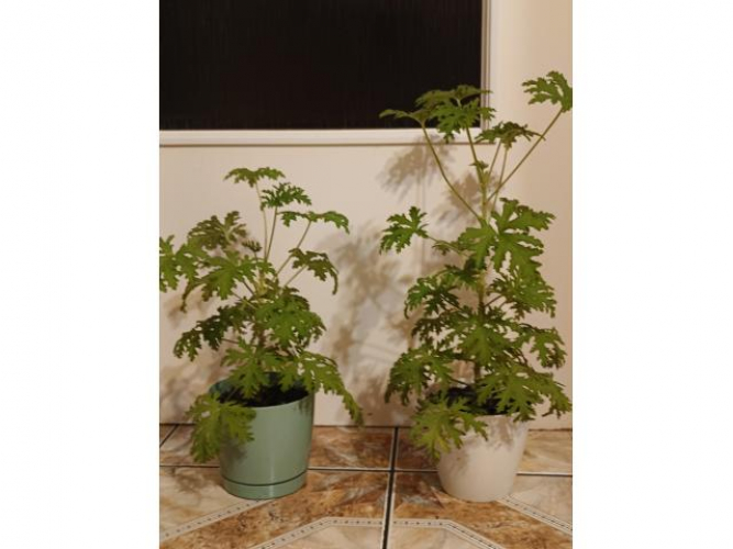 Grajewo ogłoszenia: Sprzedam ,,anginki'' dwie szt. 40 cm. i 50 cm. 25 zł za szt .z...