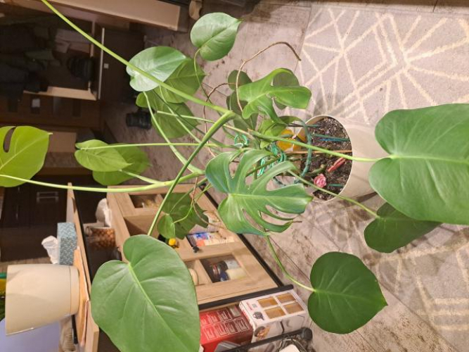 Grajewo ogłoszenia: Sprzedam kwiat monstera wysokość 110cm