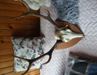 Grajewo ogłoszenia: Sprzedam ktoś chętny