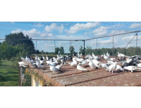 Grajewo ogłoszenia: Sprzedam gołębie widoczne na zdjęciach. Możliwość sprzedaży...