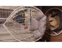 Grajewo ogłoszenia: Sprzedam kosz wiszący zadbany.Proszę pisać lub dzwonić...