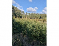 Grajewo ogłoszenia: Sprzedaż choinek - świerk pospolity i srebrny. Różna...