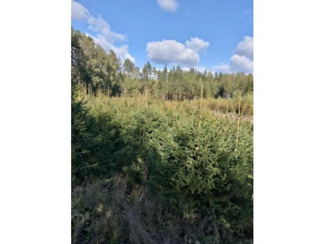 Grajewo ogłoszenia: Sprzedaż choinek - świerk pospolity i srebrny. Różna...