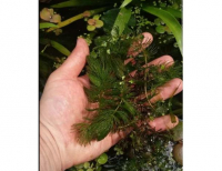 Grajewo ogłoszenia: Oddam za 10zł lub wymienię na gupiki/molinezje sporą ilość...