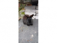 Grajewo ogłoszenia: Sprzedam króliki 2 samice rasy mieszanej barana fraciskiego i...