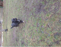 Grajewo ogłoszenia: Oddam pieska 9 miesięcznego w dobre ręce. Piesek jest zabawny...