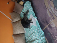 Grajewo ogłoszenia: Mam na oddanie 8 miesięcznego psa. Jest spokojny, niegroźny...