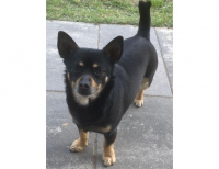 Grajewo ogłoszenia: Zaginął piesek