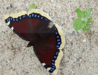 Grajewo ogłoszenia: Dzień dobry. Wolny 59- latek wysportowany ( 176 cm )  , bez...