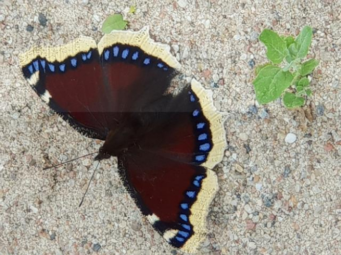 Grajewo ogłoszenia: Dzień dobry. Wolny 59- latek wysportowany ( 176 cm )  , bez...