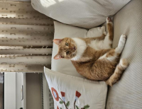 Grajewo ogłoszenia: W dniu 27.12.2025 ok. 8:30 na ulicy Miłej zaginął kot. Nazywa...