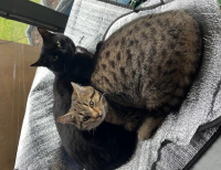 Grajewo ogłoszenia: Szukamy odpowiedzialnych osób chętnych do adopcji dwóch kotek....