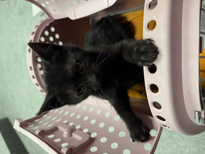 Grajewo ogłoszenia: Oddam urocze młode kotki 2,5 mies. (rodzeństwo kotek i kotka) po...