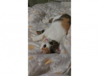 Grajewo ogłoszenia: Kotka szuka domu wiek około 8 miesięcy 
Przyjazda dla dzieci,...