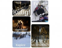 Grajewo ogłoszenia: Kulig! Ferie! Ognisko!
Kapice - Zapraszamy, zadzwoń!