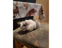 Grajewo ogłoszenia: Sprzedam Świnkę morską Peruwianke. Samiec miesięczny (sam już...