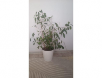 Grajewo ogłoszenia: Oddam bez doniczki