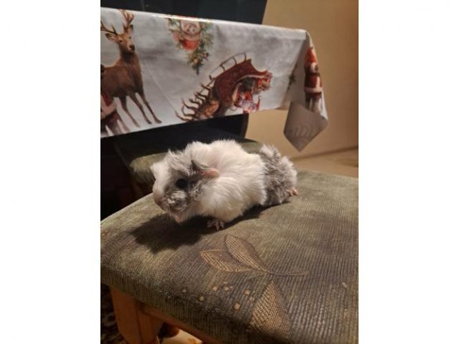 Grajewo ogłoszenia: Sprzedam Świnkę morską Peruwianke. Młody Samiec 130 zł....