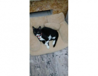 Grajewo ogłoszenia: Oddam kotka w dobre ręce. Odrobaczony, zadbany, ma około 4...