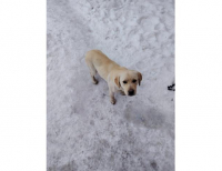 Grajewo ogłoszenia: Labrador suczka, urodzona 21.04.2025;
książeczka zdrowia - 300;