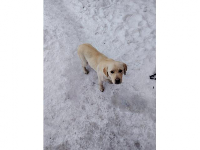 Grajewo ogłoszenia: Labrador suczka, urodzona 21.04.2025;
książeczka zdrowia - 300;