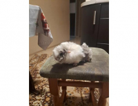 Grajewo ogłoszenia: Sprzedam Świnkę morską Peruwianke. Młody Samiec 100 zł tel...