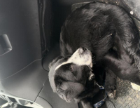 Grajewo ogłoszenia: 6 miesięcy piesek szuka domu, trafił w niewłaściwe ręce, był...