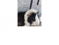 Grajewo ogłoszenia: Sprzedam świnki morskie dwa samce (dwie sztuki 100zl)
663642141