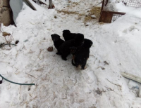 Grajewo ogłoszenia: Oddam w dobre ręce pieski całe czarne dwie suczki i trzy pieski...