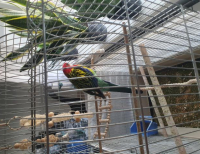 Grajewo ogłoszenia: Papuga Rozella białolica-samiec.