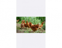 Grajewo ogłoszenia: Kury rosa z czarnym piórkiem.
Mają 21 tygodni, ładne...