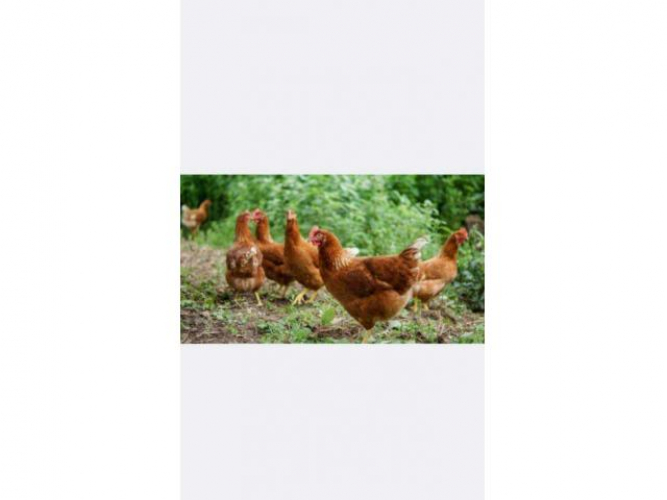 Grajewo ogłoszenia: Kury rosa z czarnym piórkiem.
Mają 21 tygodni, ładne...