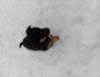 Grajewo ogłoszenia: Mam do oddania pieski całe czarne dwie suczki i trzy pieski całe...